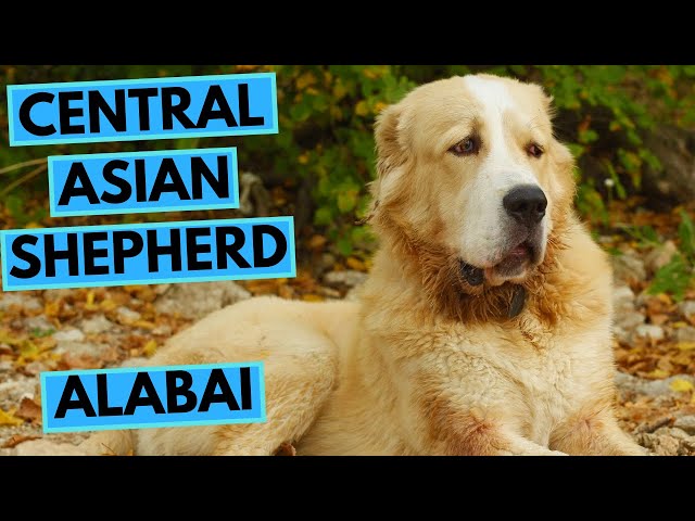 Video Aussprache von Alabai in Englisch