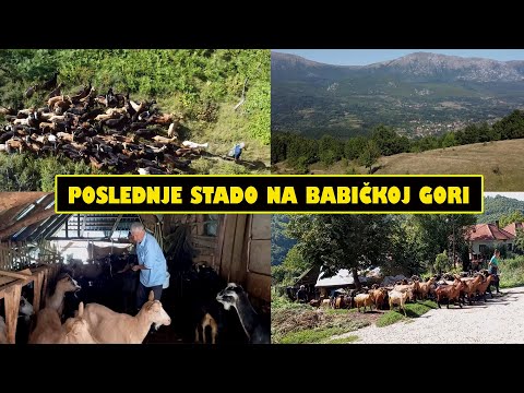 POSLEDNJE STADO BABIČKE GORE - čudesni Dopka iz sela Gare