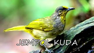 Download lagu the alluring sound of merbah lekir / merbah grove mp3