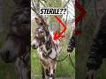 Are Mules Sterile Horse Mule Donkey Farming Horses