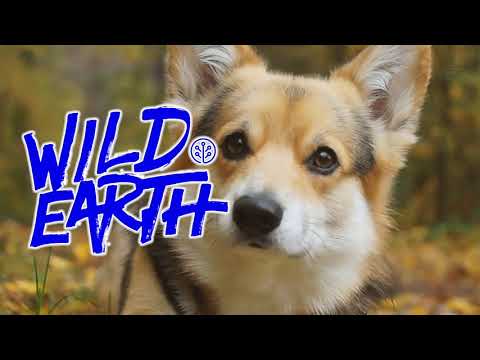 YouTube video about: Can dogs have nutritional yeast?