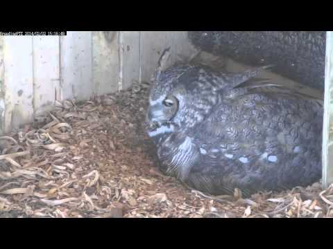 Iris the Great Horned Owl Lays Egg #1 On Superb Owl Sunday 2014