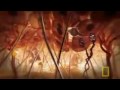 Documentary Nature - Incredible Human Machine
