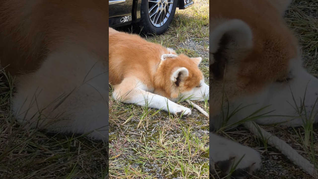 【秋田犬 爆睡している】秋田犬展覧会 栃木支部展
