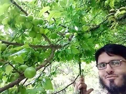 Alobukhary se bhara darakht | Abdul saboor abbasi