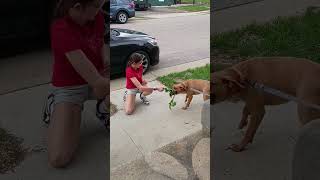 Video preview image #1 American Pit Bull Terrier-Unknown Mix Puppy For Sale in Germantown, OH, USA