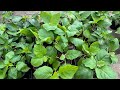 Hardening off indoor Naga Chilli |Naga morich |peppers plants -Tips For Hardening Off Plants 🪴