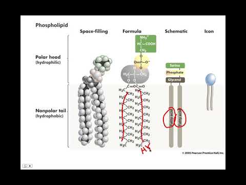 Overview of Macromolecules, BIO105 Introductory Biology, David Champlin, USM