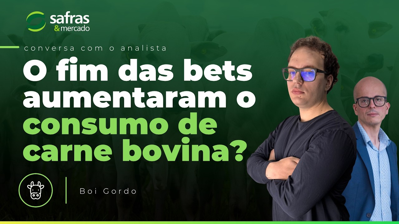 Analista de Safras avalia impactos pós-eleições e proibição das bets no mercado de boi