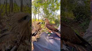 Download lagu Elang black kite dan elang bondol berciuman #wbse #nature #eagle #wildlife #burung mp3 Download lagu Elang black kite dan elang bondol berciuman #wbse #nature #eagle #wildlife #burung mp3