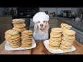 Funny Chef Dog Maymo Makes Pancakes