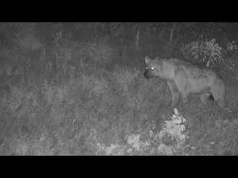 Djuma: Lone Hyena and Wildebeest bull interaction - 20:45 - 03/26/20