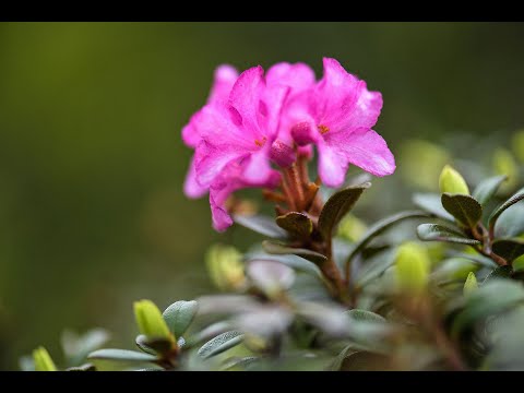 BUJORUL DE MUNTE, SPECTACOL DE CULOARE ŞI MIREASMĂ