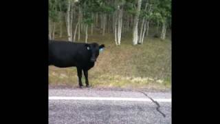 Directions from a Cow?