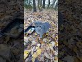 Feral Gray Tabby Has Cutest Little Meow Shorts