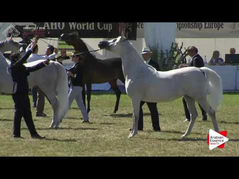 Chantilly 2016 ABCE - CLASS 13 - Mares Championship