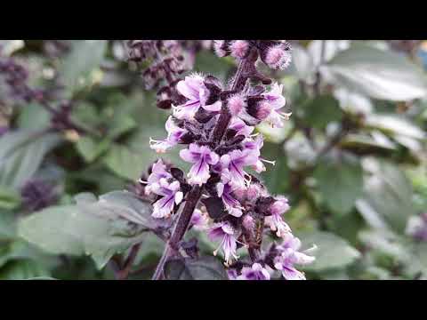 Tulsi - Heiliges Basilikum