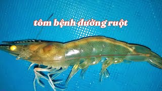 Effective measures to prevent and treat intestinal diseases in shrimp