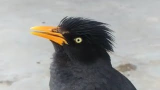 Download lagu SUARA ANAKAN BURUNG JALAK KEBO MINTA MAKAN#~ANAKAN JALAK KEBO mp3