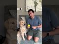The 5 Steps To Teach Your Dog Fetch