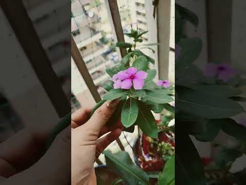 Sugar can be easily controlled with this plant #sugar #plant #balconygarden #evergreen #health