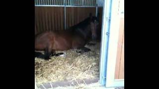 Video of Vienna d'Baugy