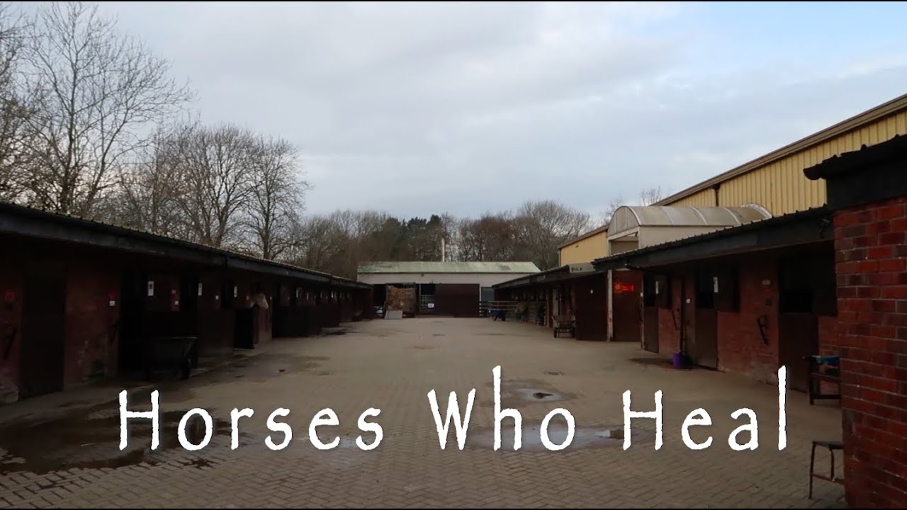 Horses Who Heal Trailer
