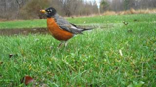 preview picture of video 'Caught On Camera: Robin poops'