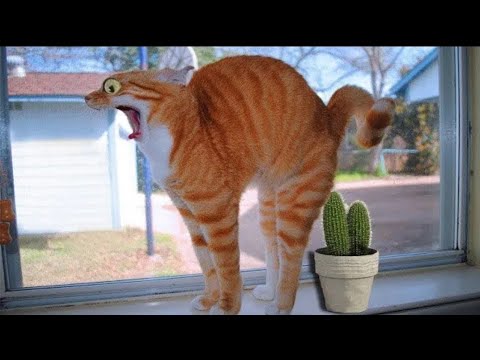 Try Not To Laugh- Funny cat reactions. cute cat funny videos. cat funny video compilation.
