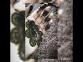 Mehandi New Song Of Dhavani Bhanushali