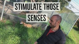 Quick Health Tip For You and Your Dog