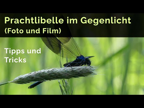 Prachtlibelle im Gegenlicht/ Morgenlicht - Tipps und Tricks für schöne Foto- und Filmaufnahmen