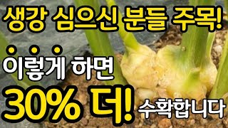 생강 이렇게 하면 30% 더 수확합니다 - 9월 초에 생강 밭에 꼭 해야 합니다