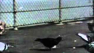 Sesame Street - Bert - Doing The Pigeon