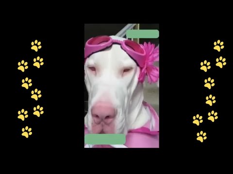 funny 🐶 dogs reactions part 17 No Languages only funny voices |Sabeera smc funny videos 2023