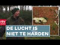 Lijken in het bos | ROEG! | RTV Drenthe