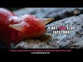 Giant pink slug eats fungi