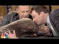 Chris Packham and Jimmy Sniff an African Porcupine