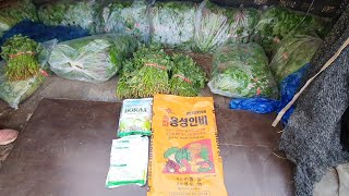 고구마 심을밭에 용성인비 붕사 2가지를 꼭 넣어야합니다. 고구마 뿌리내리고 싹 보관방법