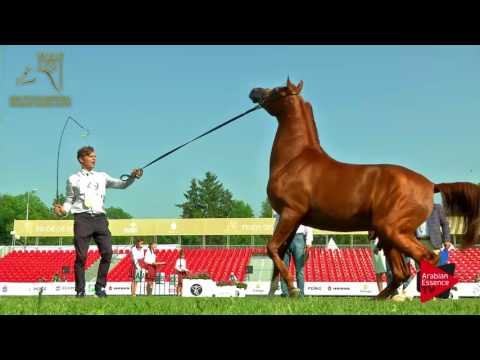 N.49 CALATORIO - 2017 Pride Of Poland - 2 Years Old Colts (Class 5)