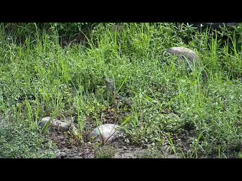 Djuma: Water Monitor Lizard lurking about - 08:55 - 01/05/21