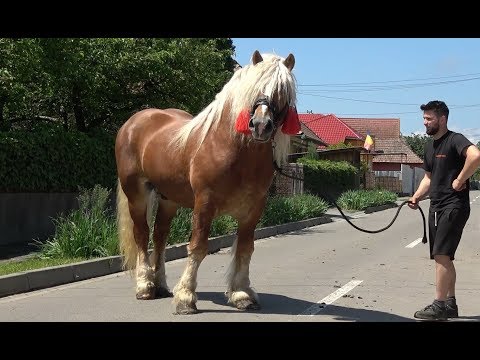 Armasarii lui Marius de la Turda, Cluj - 2019 Nou!!!