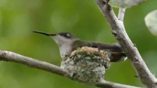 preview picture of video 'Ruby-Topaz hummingbird nest (Chrysolampus mosquitus)'