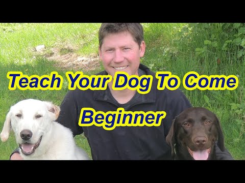 Training Labrador to Come- Beginner Steps
