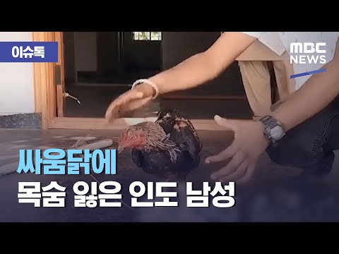 싸움닭에 목숨 잃은 인도 남성