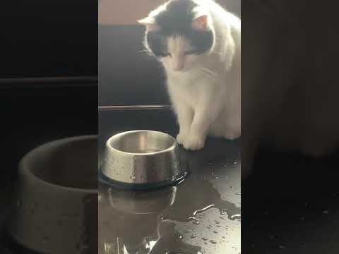 Mischievous Cat Spills Water From Their Bowl For Fun - 1197360