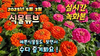 2025년 5월 3일   예쁜식물들 보면서  랜선으로  수다즐겨봐요. #양재꽃시장 #식물튜브 #식물아빠