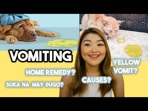 NAGSUSUKA NA ALAGA: Bakit? Home Remedy? Yellow vomit?  | Arah Virtucio