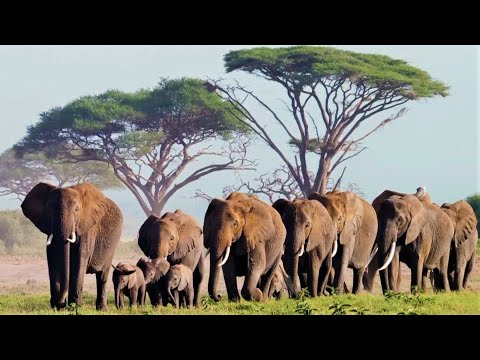 Do Animals Feel Empathy? | Animal Einsteins | BBC Earth