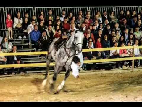 Ciccio Vintaloro Spettacoli Equestri in Sicilia